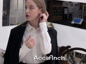 Accafinch