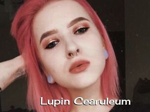 Lupin_Cearuleum